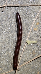 Myriapoda