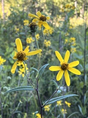 Helianthus schweinitzii