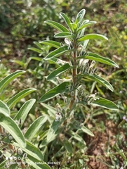 Croton bonplandianus