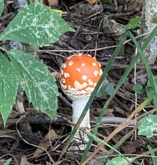 Amanita muscaria