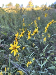 Helianthus schweinitzii