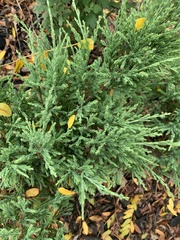 Juniperus procumbens