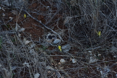 Sternbergia colchiciflora