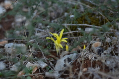 Sternbergia colchiciflora