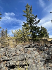 Philadelphus lewisii