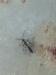 Cratichneumon