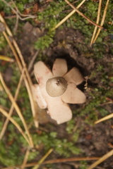 Geastrum rufescens