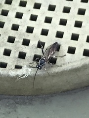 Cratichneumon
