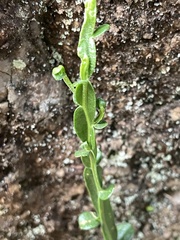 Baccharis trimera