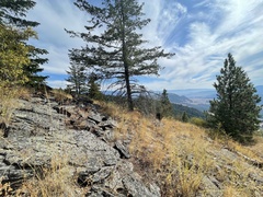 Pseudotsuga menziesii