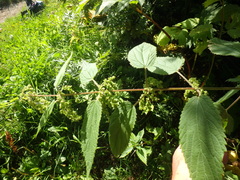 Urtica platyphylla