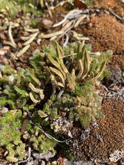 Selaginella densa