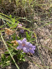 Ruellia caroliniensis