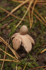 Geastrum rufescens