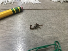 Superstitionia donensis