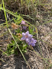 Ruellia caroliniensis