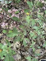 Rhododendron prinophyllum
