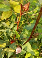 Hibiscus sabdariffa