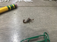 Superstitionia donensis