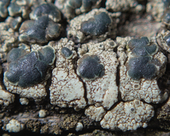 Lecanoromycetidae