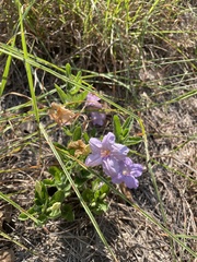 Ruellia caroliniensis