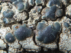 Lecanoromycetidae