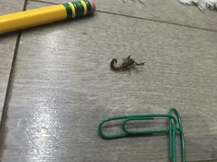 Superstitionia donensis