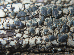 Lecanoromycetidae