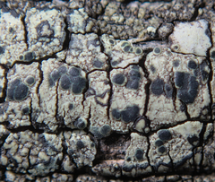 Lecanoromycetidae