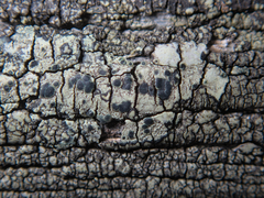 Lecanoromycetidae