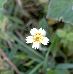 Tridax procumbens