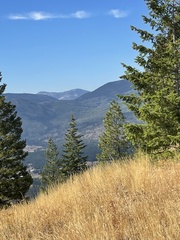 Pseudotsuga menziesii