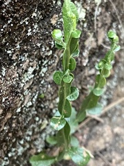 Baccharis trimera