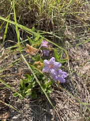 Ruellia caroliniensis
