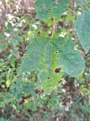 Acer rubrum
