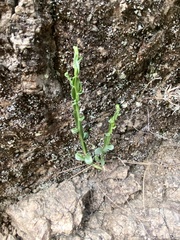 Baccharis trimera