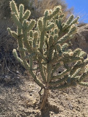 Cylindropuntia