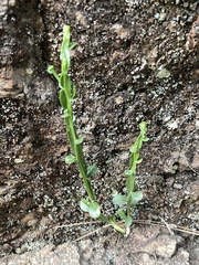 Baccharis trimera