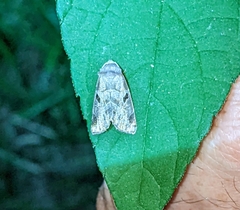 Plagiomimicus pityochromus