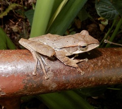 Polypedates pseudocruciger