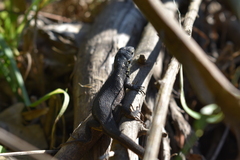 Liolaemus cyanogaster