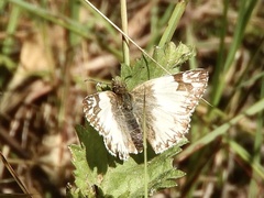 Heliopetes omrina