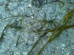 Potamogeton obtusifolius