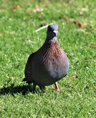 Columba guinea phaeonota