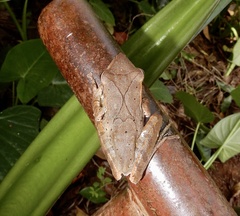 Polypedates pseudocruciger