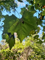 Platanus occidentalis