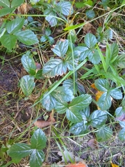 Rubus hispidus