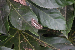 Neptis sappho intermedia