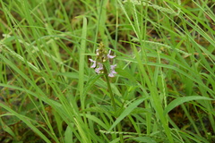 Stachys aspera hispidula