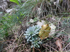 Saxifraga paniculata